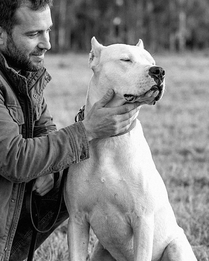 Hombre acariciando a un dogo argentino