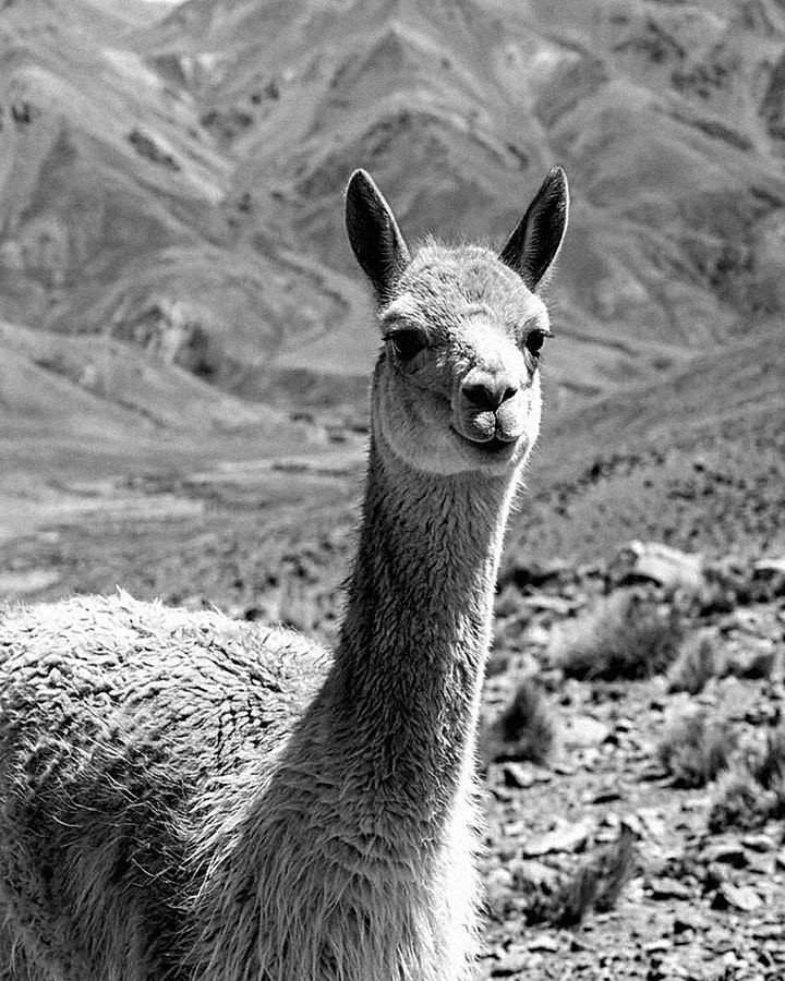 Guanaco en la montaña